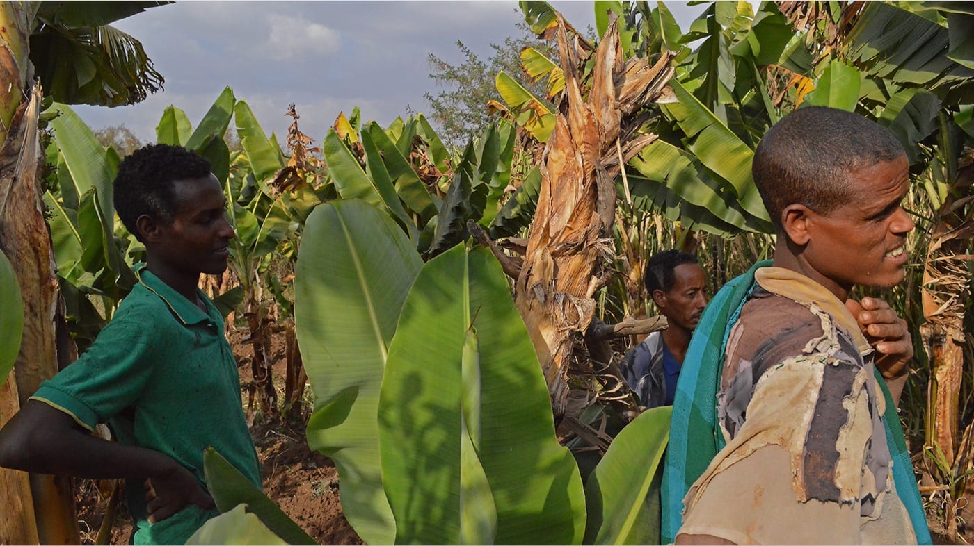 Formazione agricola e accesso al mercato in Etiopia – Employ