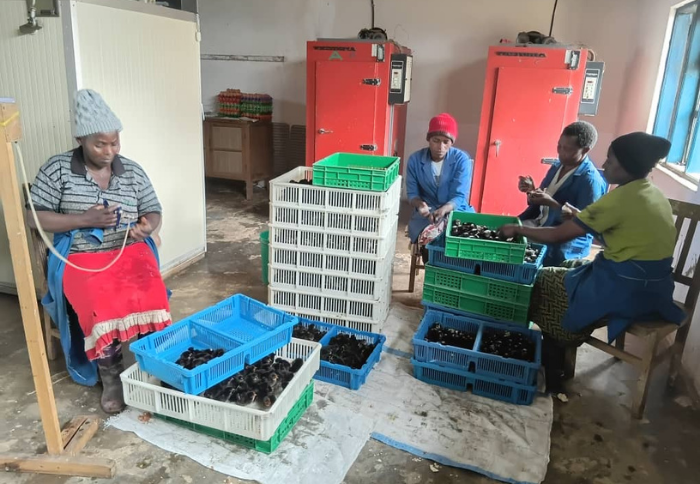 Un incubatoio per la sicurezza alimentare in Tanzania: la Matembwe Village Company